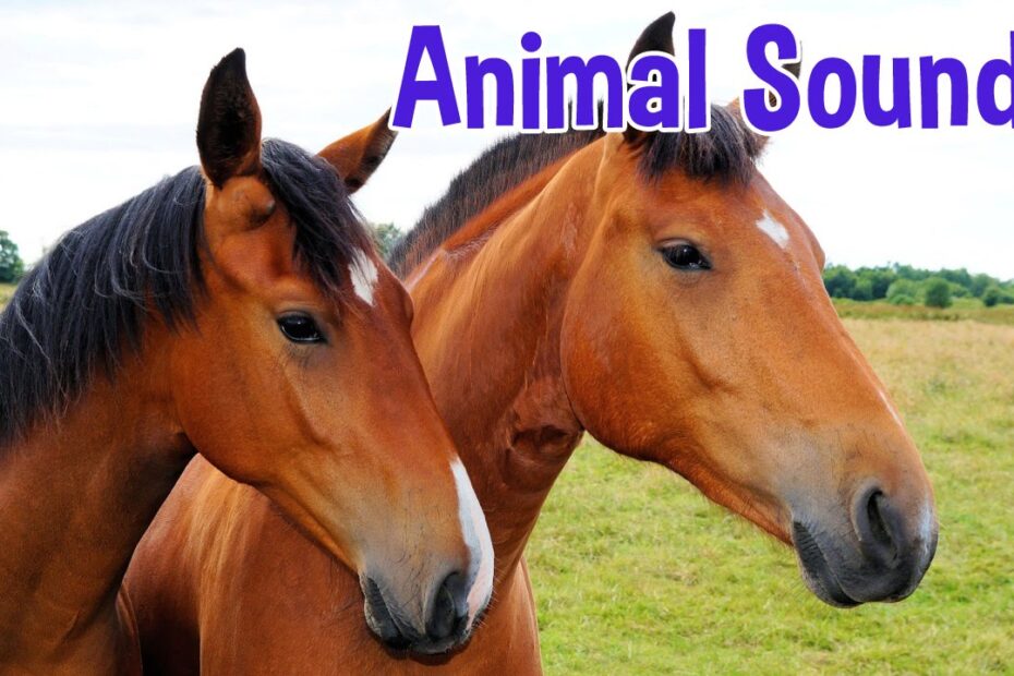 Animal sounds