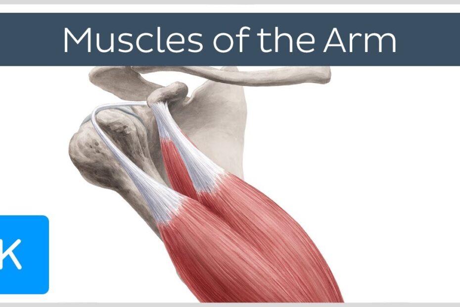 Arm muscle anatomy