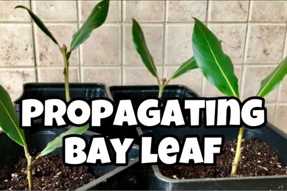 Bay Leaf Tree