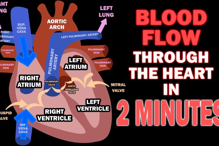 Chamber Of The Heart