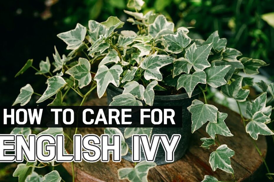 English ivy