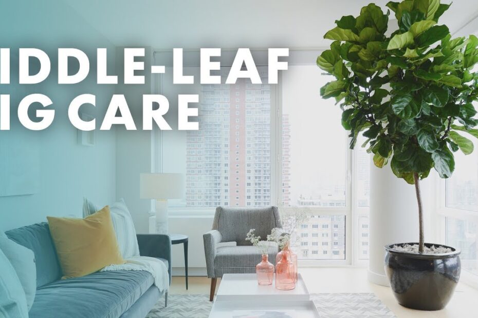 Fiddle Leaf Fig