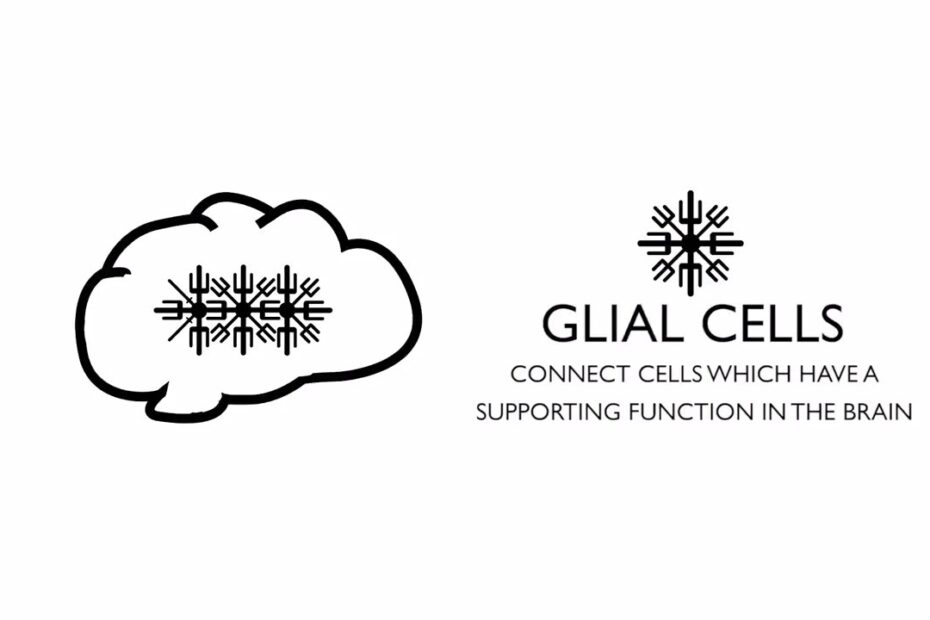 Glioblastoma brain tumour