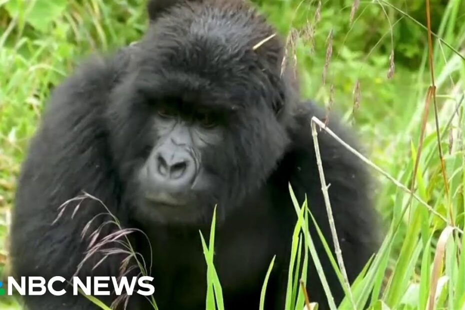 Gorilla stamina