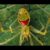 Hawaiian happy face spider