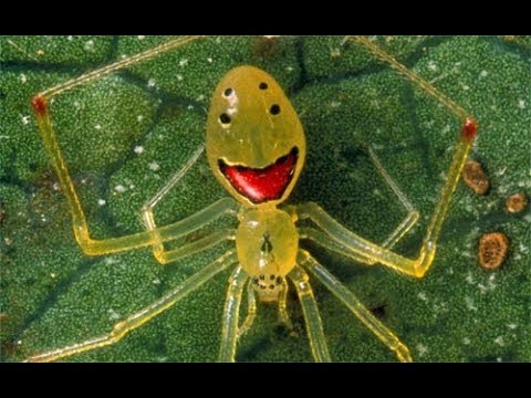 Hawaiian happy face spider
