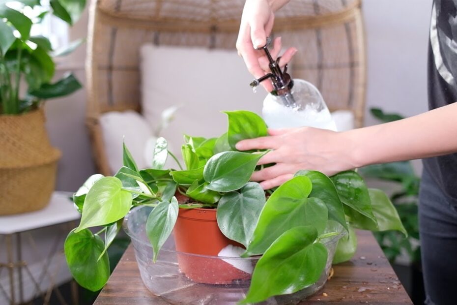 Heart Leaf Philodendron
