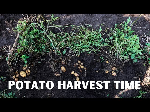 How do you know when potatoes are ready to harvest