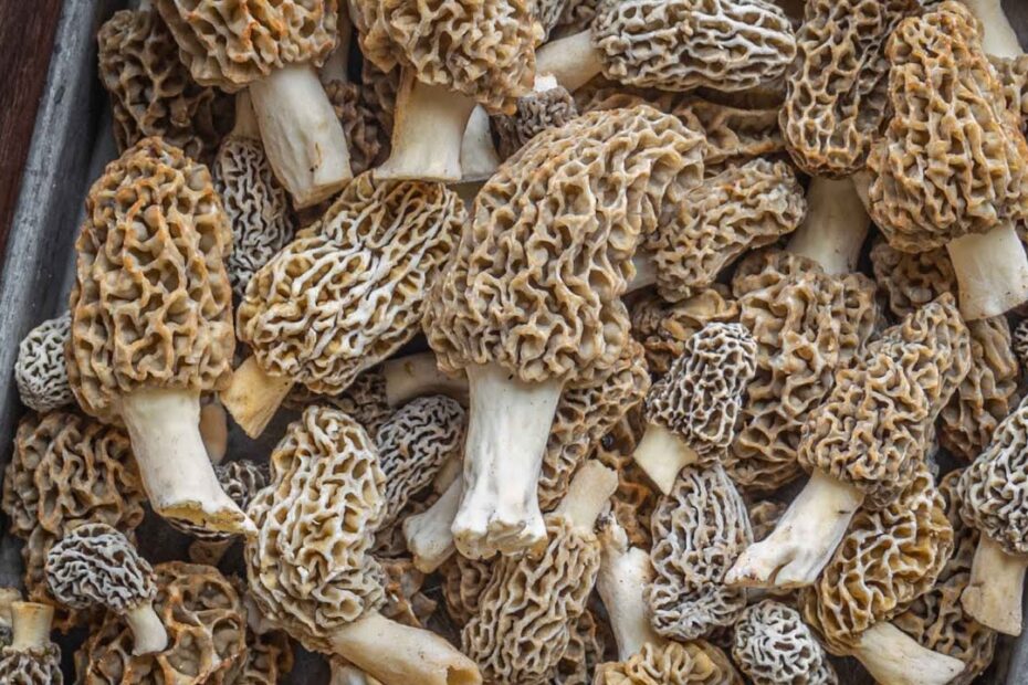 How to clean morel mushrooms