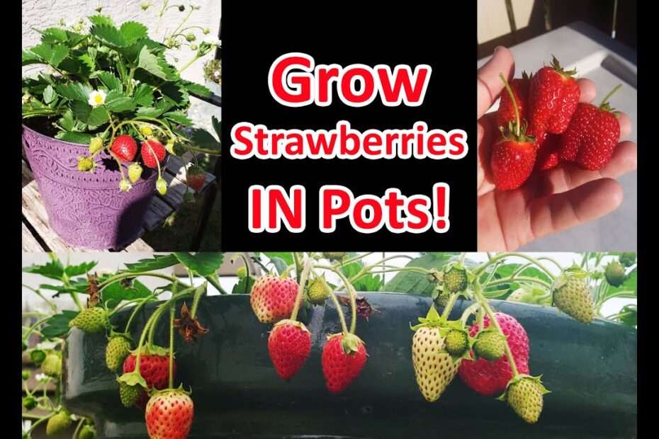 How to grow strawberries in containers