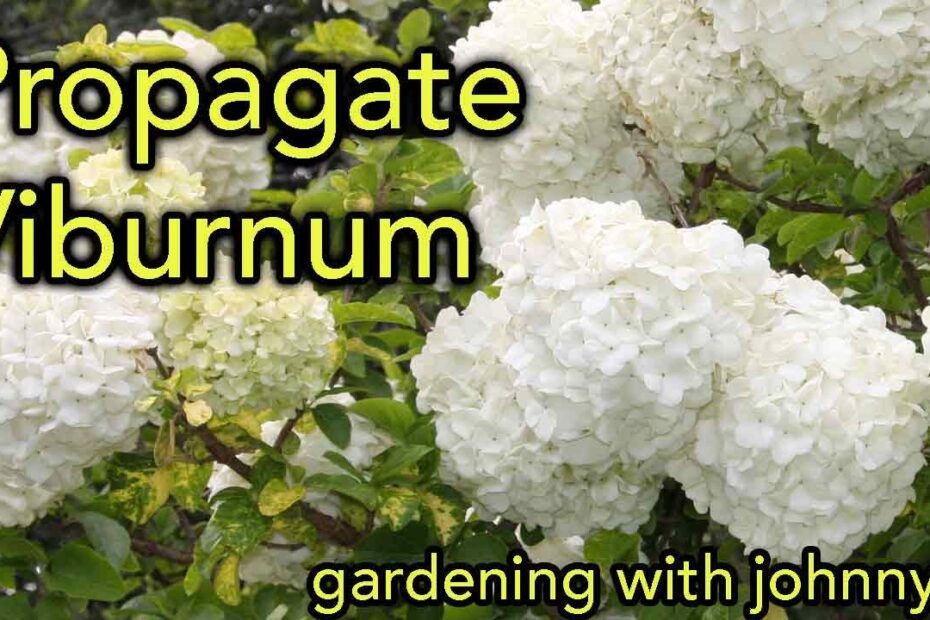 How to propagate a snowball bush