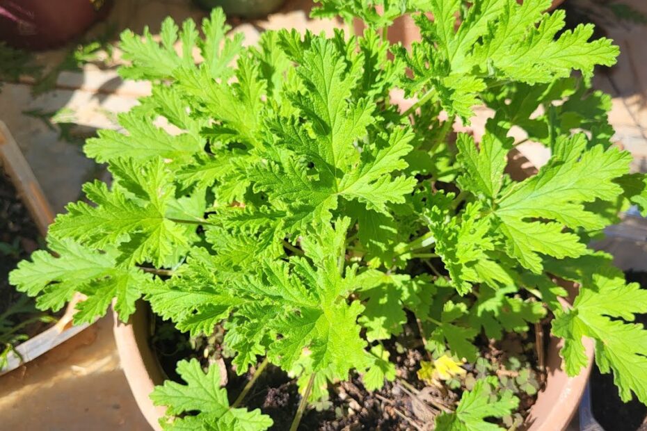 How to propagate citronella