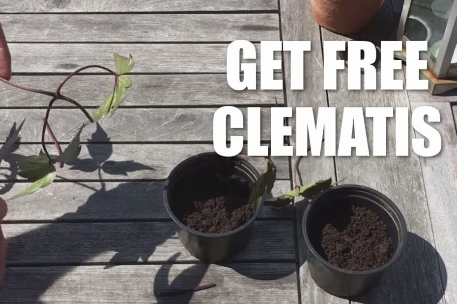 How to propagate clematis montana