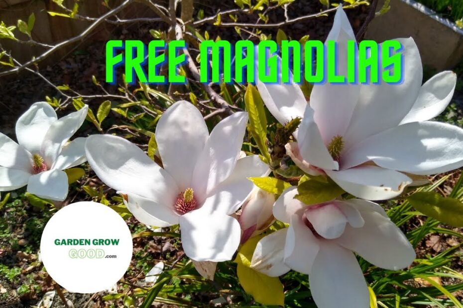 How to propagate magnolia tree