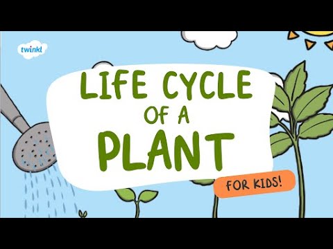 Life Cycle Of A Plant