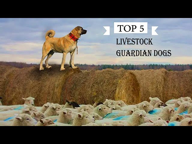 Livestock guardian dog breeds