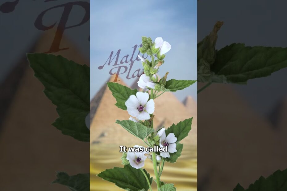Mallow plant