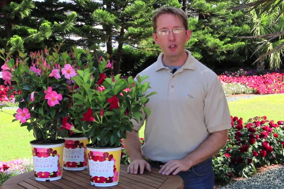 Mandevilla plant