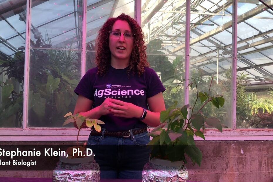 Nitrogen deficiency in plants