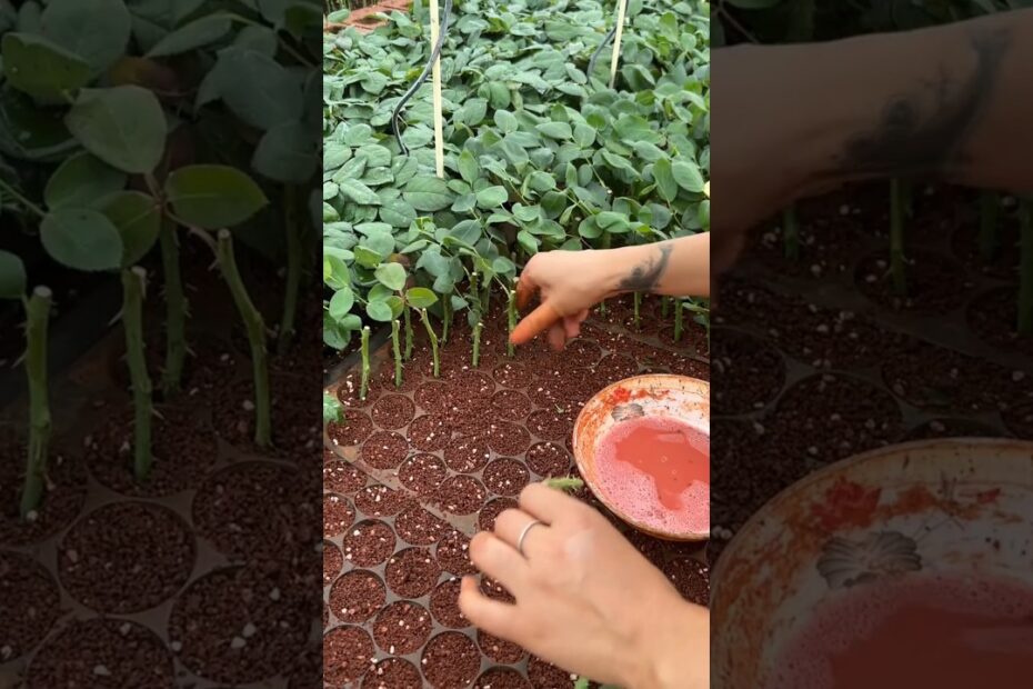 Nursery Near Me