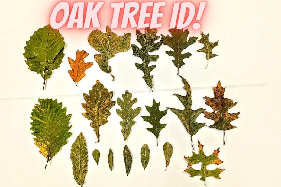 Oak Tree Leaf