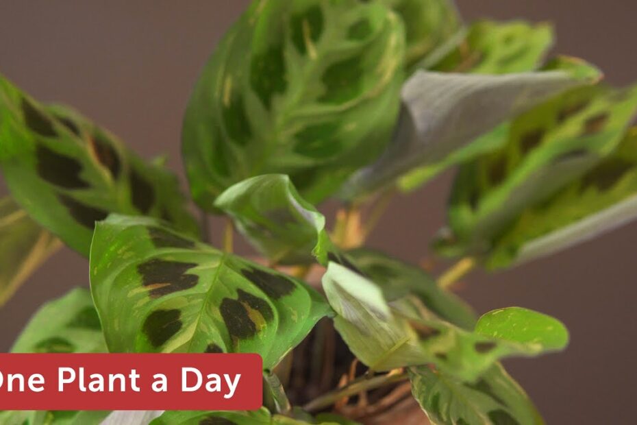 Prayer plant