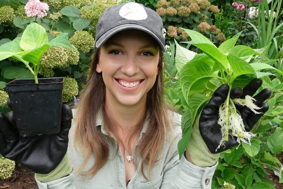 Propagate hydrangea cuttings