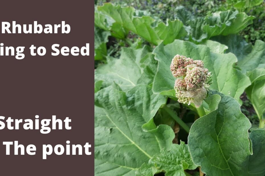 Rhubarb going to seed