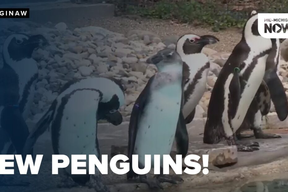 Saginaw zoo