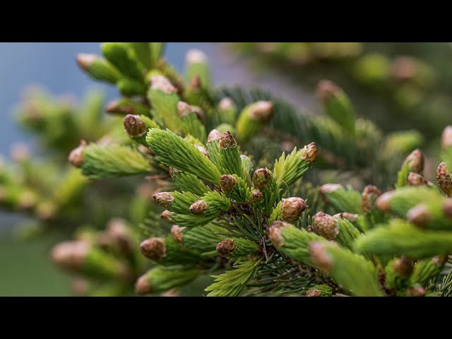 Spruce Tips Edible
