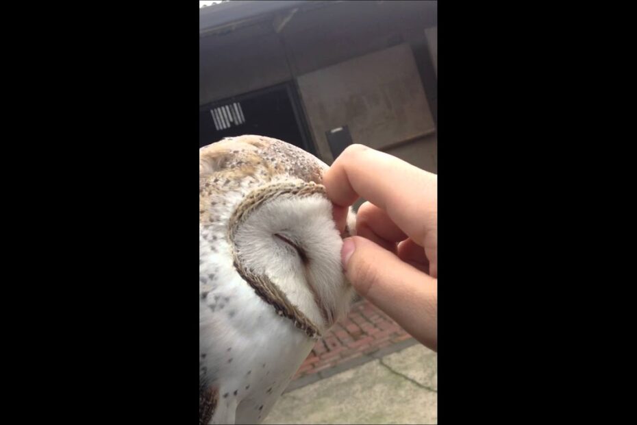 The barn owl lymm