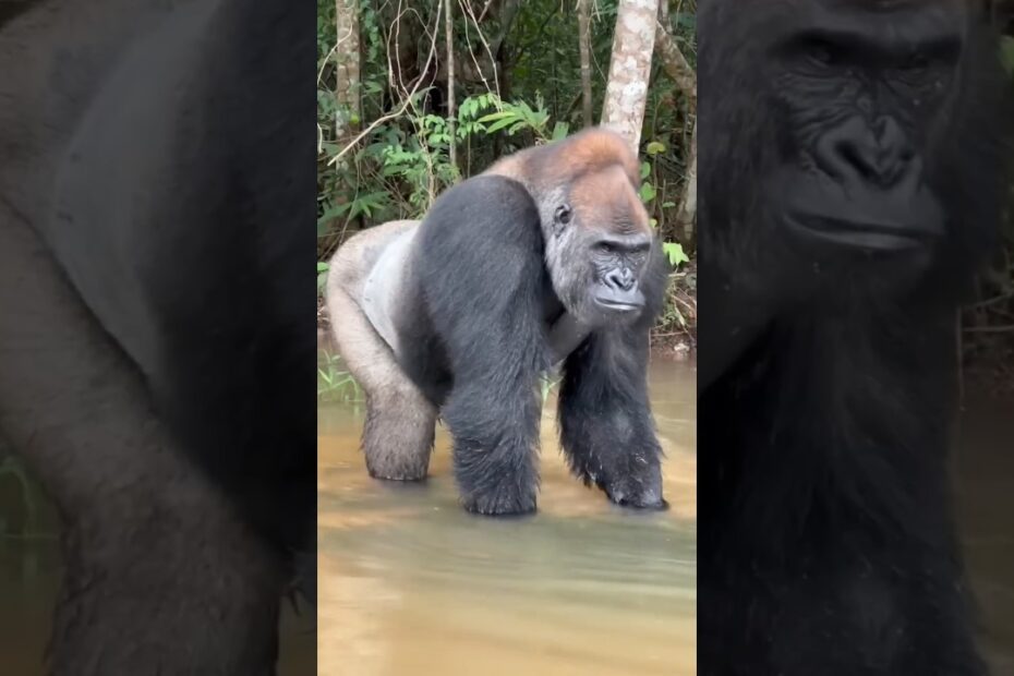 The strength of a gorilla