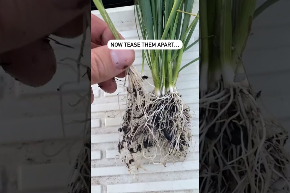 Vegetable plants for sale near me