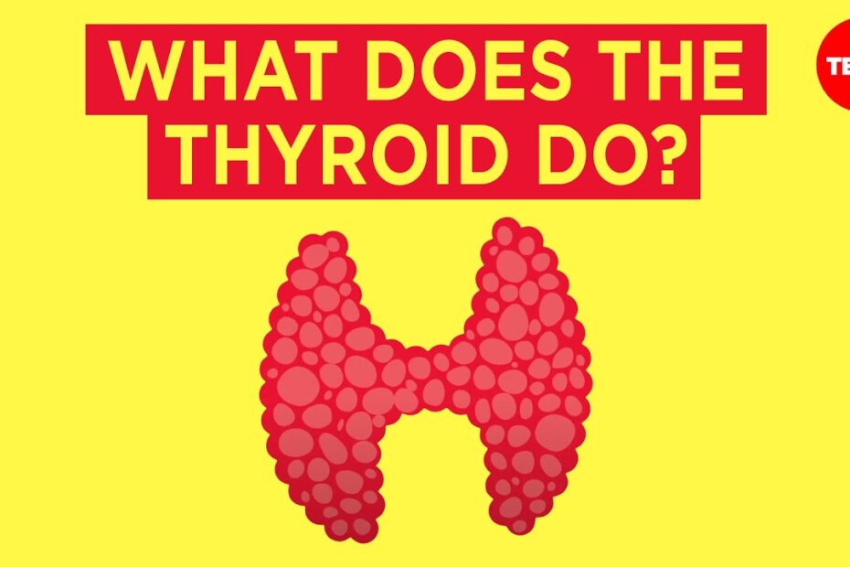 What does thyroid hormone do
