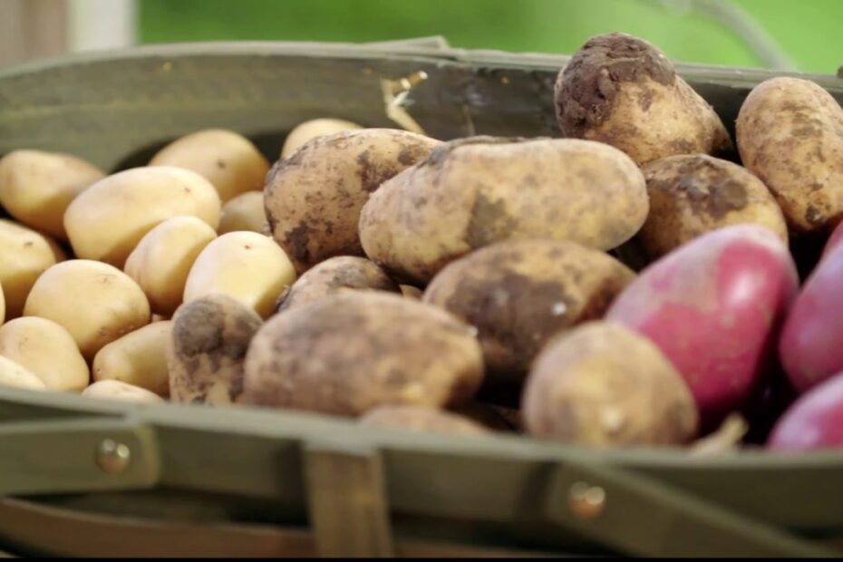 When To Plant Potatoes Nz