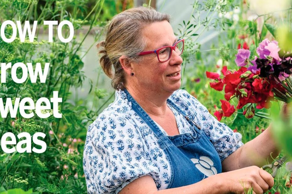 When To Plant Sweet Peas Nz
