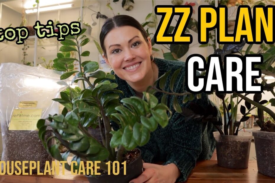 Zz Plant Nz
