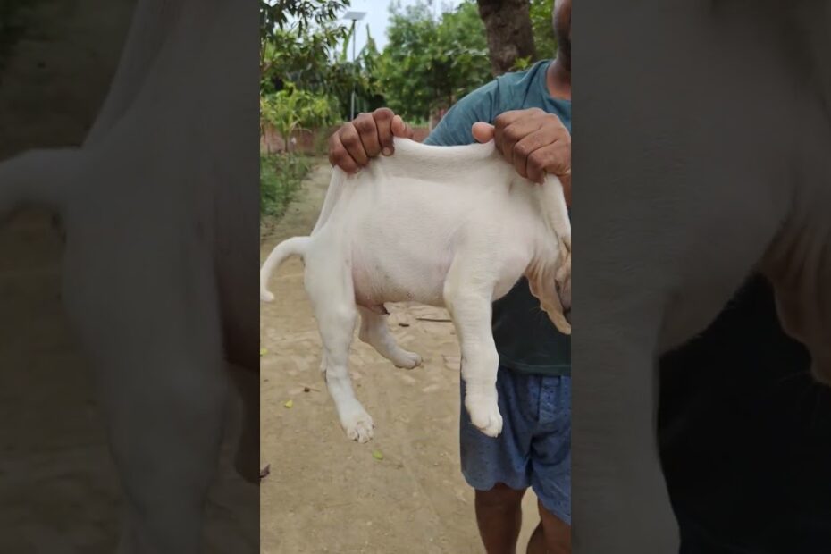 dog sale
