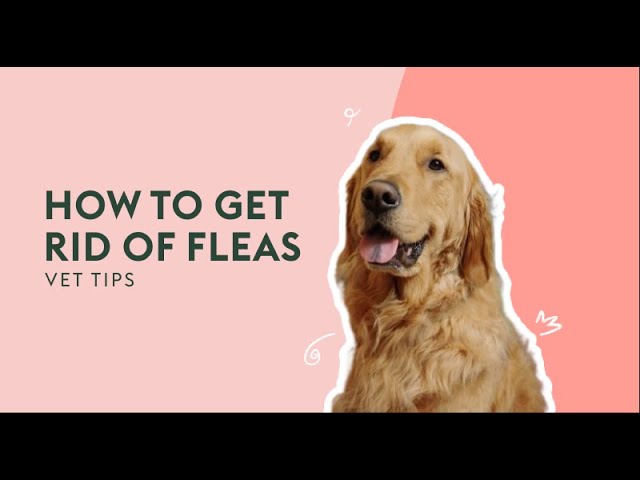 get rid of fleas on dogs fast