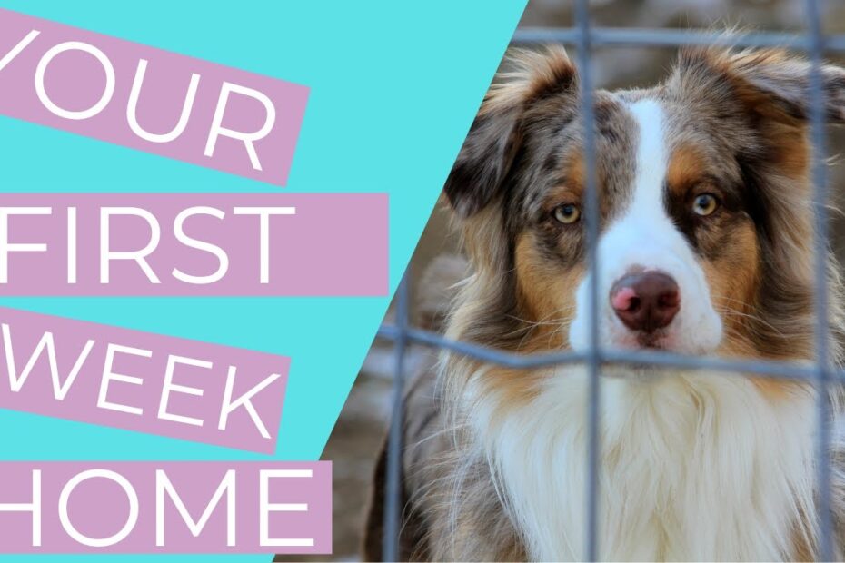 how to find a new home for my dog