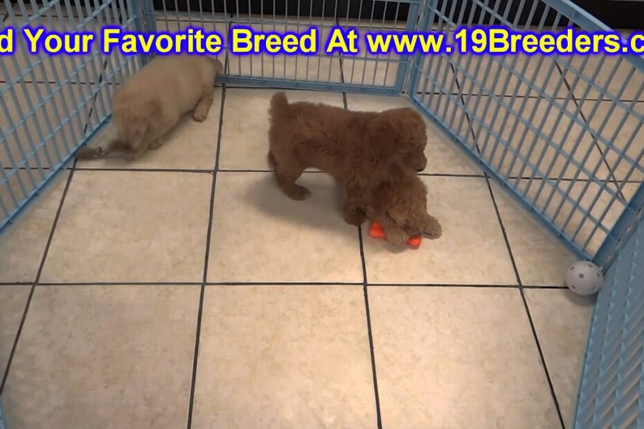 local mini goldendoodle puppies for sale in {city}