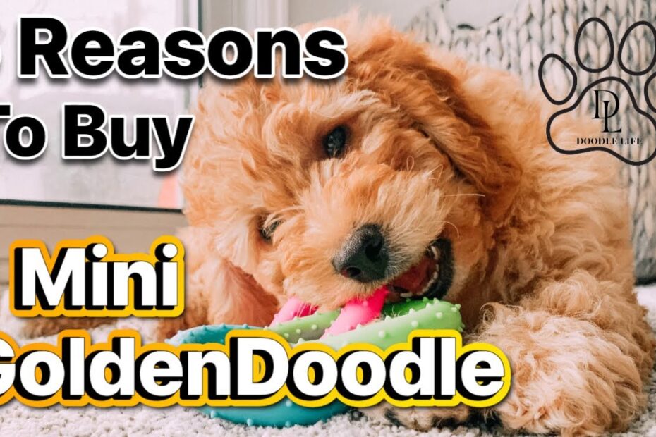 mini goldendoodle for sale near me