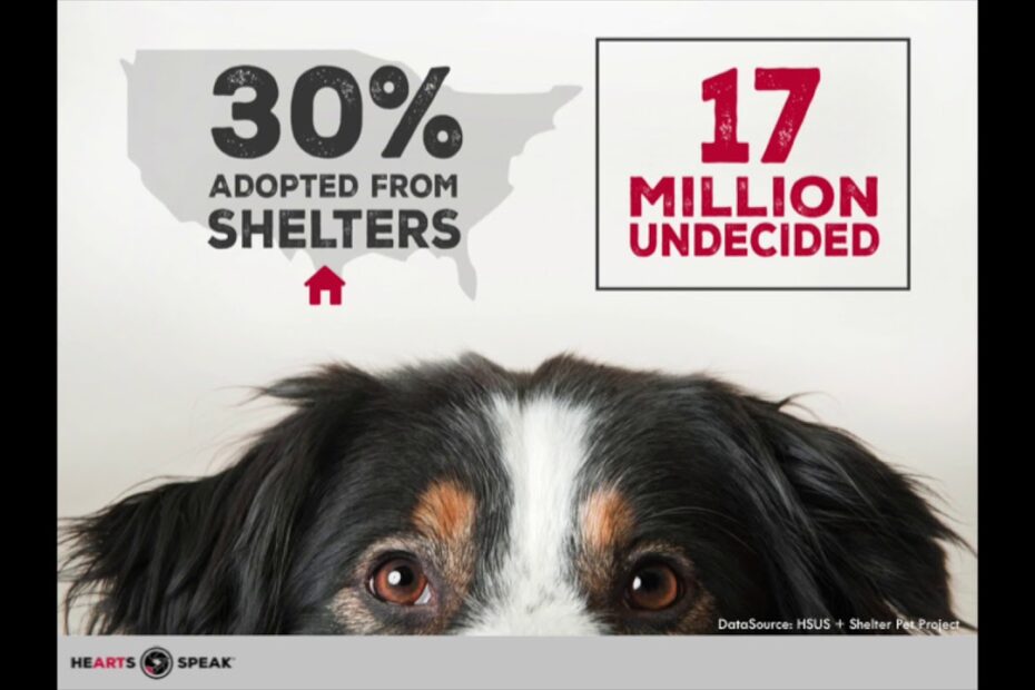 social media marketing for animal shelters