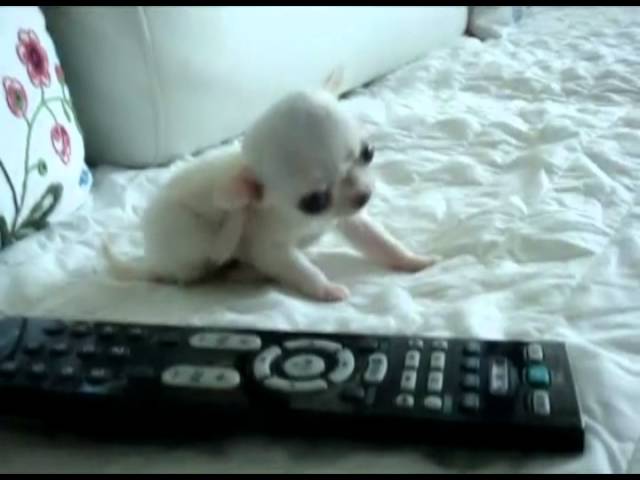 teacup chihuahua for sale