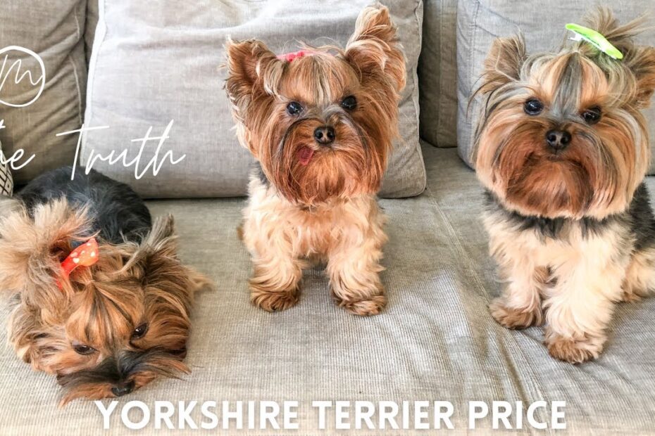 yorkies for sale near me
