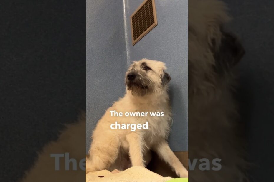 adoption near me