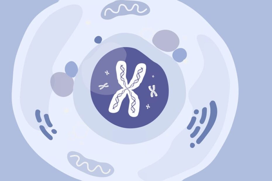 Gene Therapy for ED: Revolutionary Breakthrough Treatment Options 8 gene therapy for ed