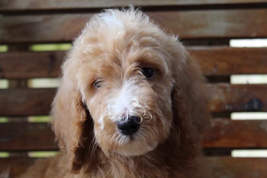 mini goldendoodle puppies for sale {state} {country} {year} - yorkies for sale fl
