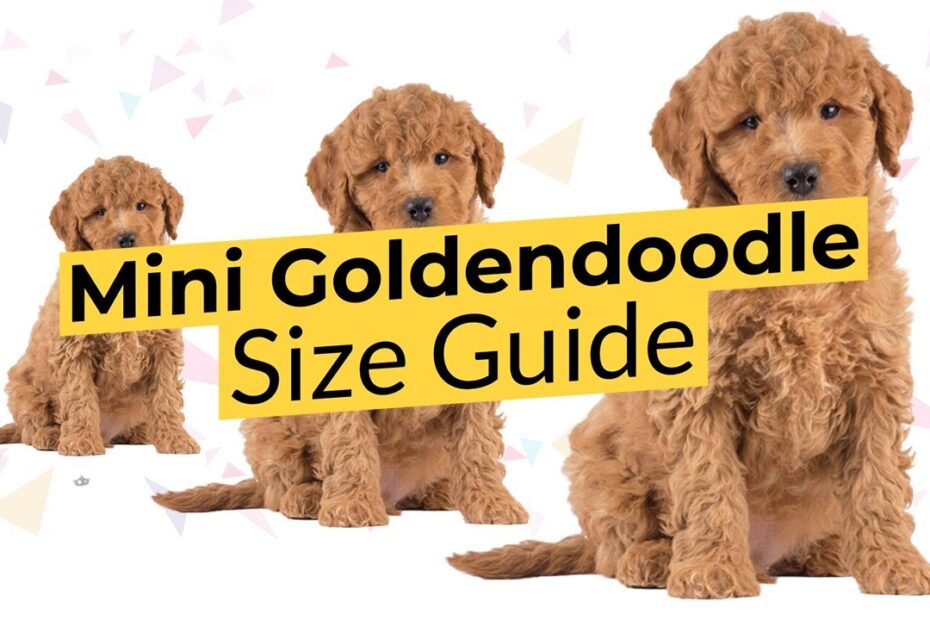 teacup goldendoodle