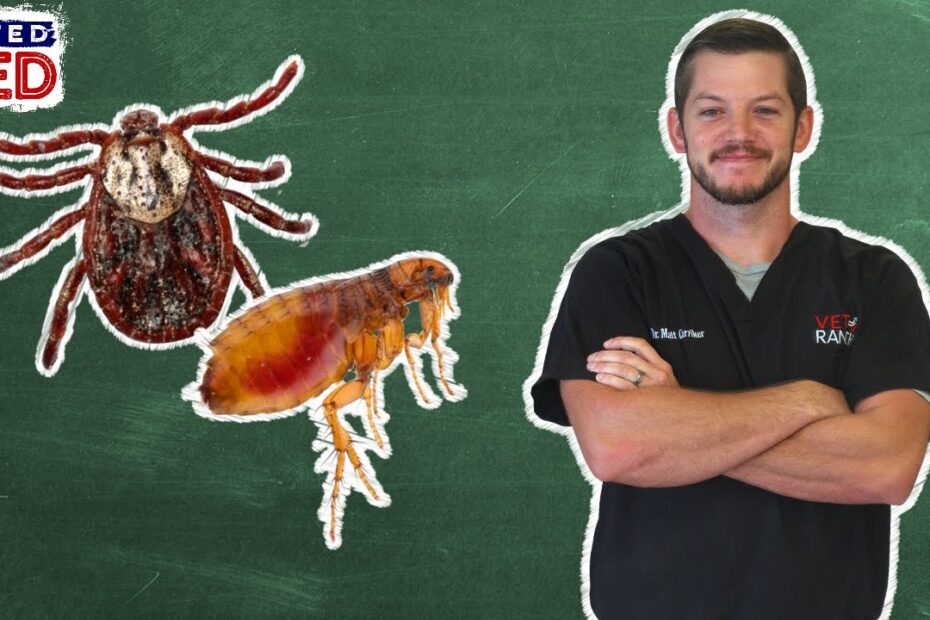 Best Treatments for Ticks and Fleas on Dogs 4 treatment for ticks and fleas on dogs